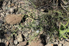 Koeberlinia spinosa