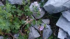 Geranium potosinum