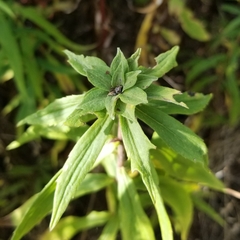 Asphondylia solidaginis