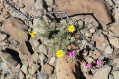 Thymophylla pentachaeta