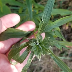 Asphondylia solidaginis