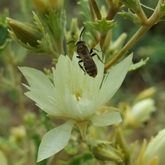 Andrena mentzeliae
