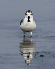 Calidris pygmaea