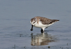 Calidris pygmaea