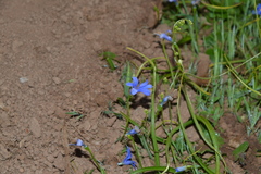 Tecophilaea violiflora