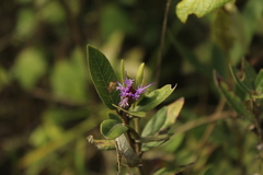 Lepidaploa karstenii