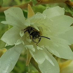 Andrena mentzeliae