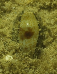 Erronea