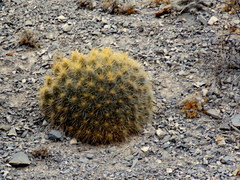 Echinocereus stramineus