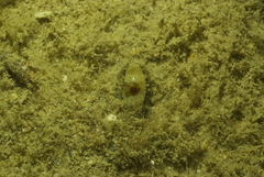 Erronea