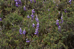 Lupinus bogotensis