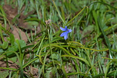 Tecophilaea violiflora