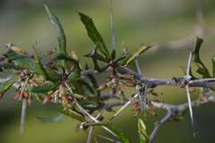 Berberis chilensis