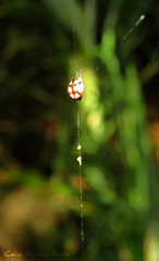 Hypognatha