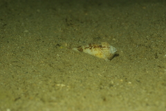 Gibberulus gibberulus