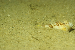Gibberulus gibberulus