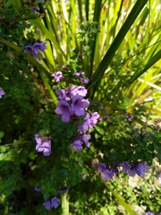 Prostanthera rotundifolia
