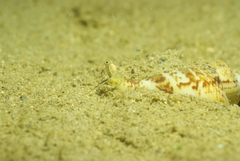 Gibberulus gibberulus
