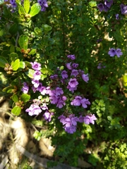 Prostanthera rotundifolia