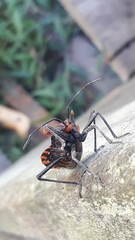 Spartocera pantomima