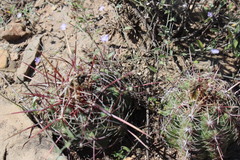 Thelocactus bicolor bicolor