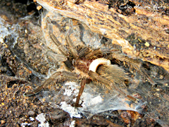 Dolichothele exilis