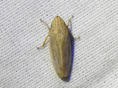 Prairiana