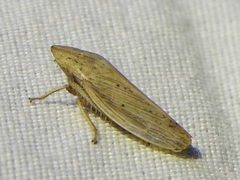 Prairiana