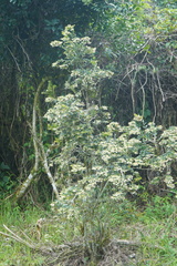 Vaccinium meridionale