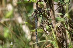 Aeshna constricta