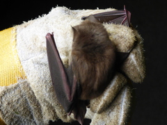Hipposideros