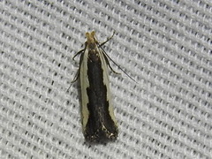 Dichomeris serrativittella