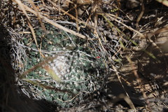 Mammillaria