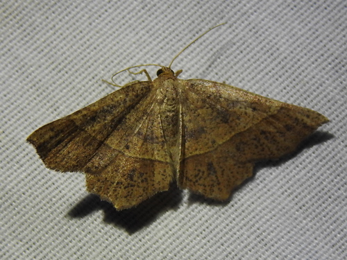 Mottled Euchlaena Moth photo 4