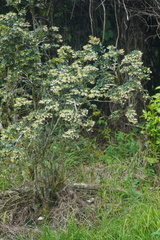 Vaccinium meridionale