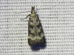 Dichomeris inversella