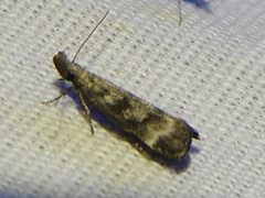 Dichomeris inversella