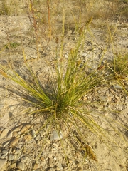 Carex leiorhyncha