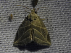 Plagiomimicus tepperi