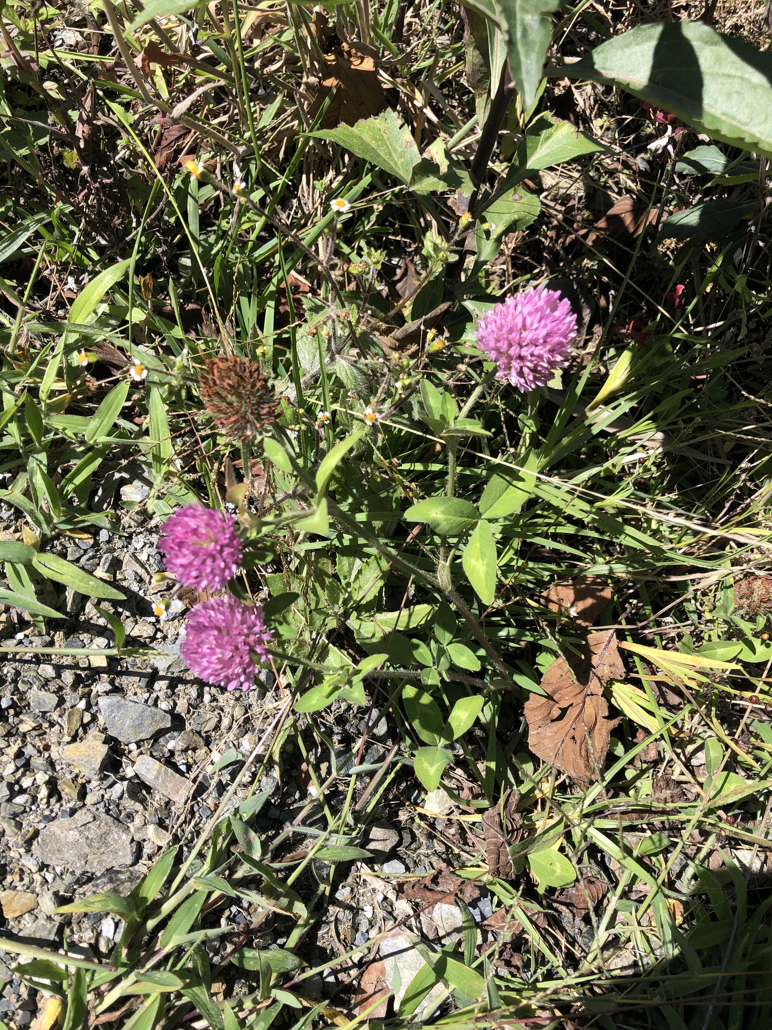 Trifolium pratense image