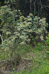 Vaccinium meridionale