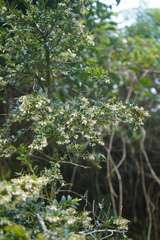 Vaccinium meridionale