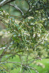 Vaccinium meridionale