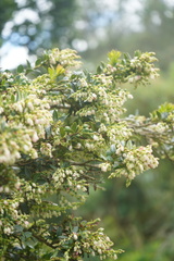 Vaccinium meridionale