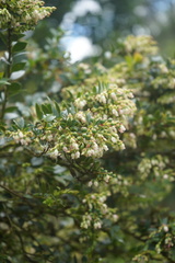 Vaccinium meridionale