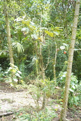 Vaccinium meridionale