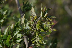 Berberis chilensis