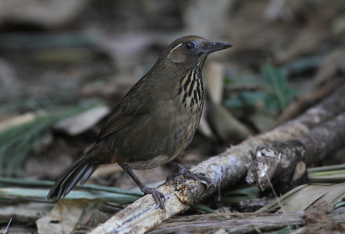 Garrulax merulinus