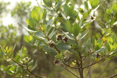 Baccharis macrantha