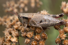 Melanoplus ozarkensis